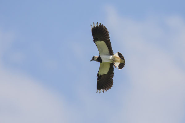 Kiebitz, Foto: Ralph Sturm