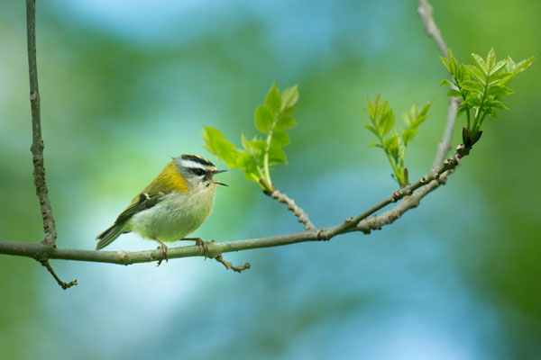 Sommergoldhähnchen