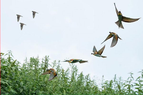 Bienenfresser Flugstudie