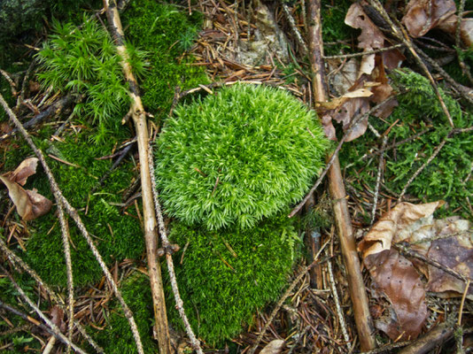 Das Weißmoos ist geschützt und darf nicht für kommerzielle Zwecke aus dem Wald entfernt werden.  Foto: Norbert Ephan