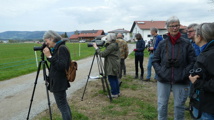Nur mit guter Optik konnten in Niederwinkling die Brachvögel beobachtet werden.