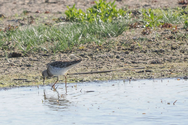 Bruchwasserläufer, Foto: Robert Dörr