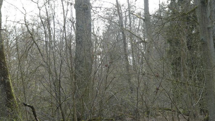 Eichen sind eine Zielart im Wald.  Die sie behindernden Fichten wurden daher entnommen.