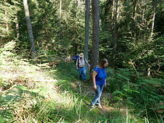 Ein vielgestaltiger Wald ist stabiler als ein uniformer Fichtenforst.