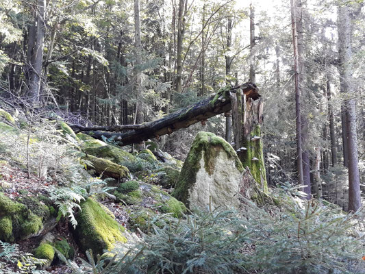 Der "Sauwald" ist märchenhaft.  Foto: Carmen Prinz
