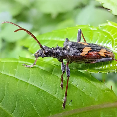 Gelbbindiger Zangenbock, Rhagium bifasciatum