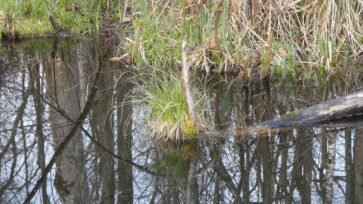 Eine andere Rote Liste Art: die Walzensegge