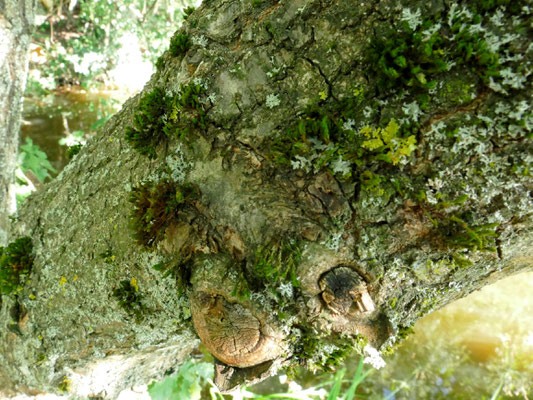 Epiphytische Moose sind Indikatoren für die Luftverschmutzung