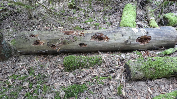 Der Schwarzspecht sucht nach Käferlarven im Totholz. Dabei klopft er tiefe Löcher.