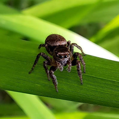 Bunter Sichelspinner, Evarcha falcata