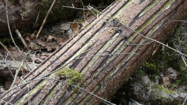 Käferbäume dürfen im Wald verbleiben, wenn sie geschlitzt werden. Das Schlitzen verhindert die Bildung neuer Fraßgänge der Larven und damit deren Weiterentwicklung. 