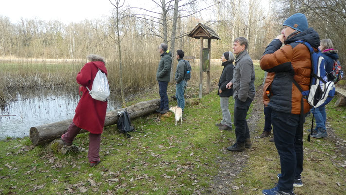 Ein von Menschenhand angelegter Teich an einer großen Waldlichtung, wichtig für Frösche und Molche.  Hier lebt auch eine botanische Rote Liste Art, die  Wasserfeder. 