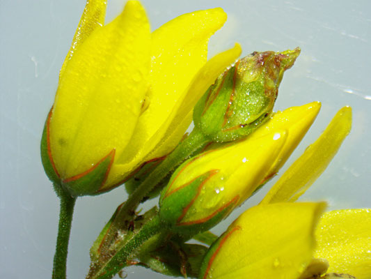 Den Gewöhnlichen Gelbweiderich (Lysimachia vulgaris) erkennt man am roten Rand der Kelchblätter.