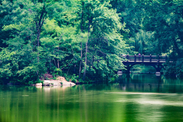 <h3>The Lake</h3><p>Central Park</p>
