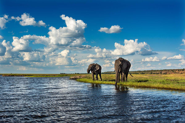 Elefantes a orilla del río Chobe.