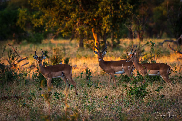 Grupo de impalas.