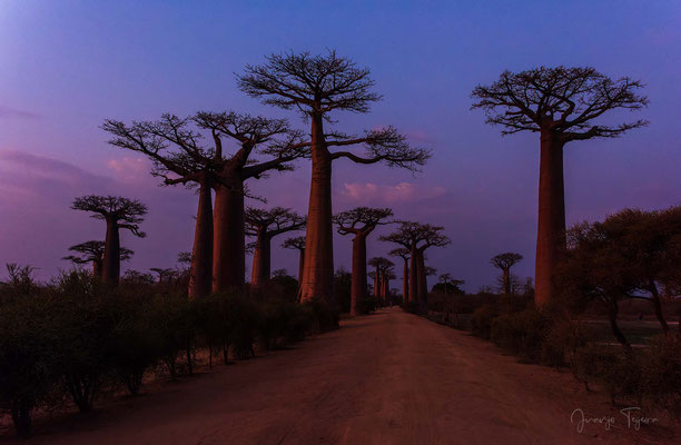 Avenida de los baobabs