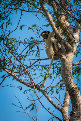 Sifaca de Verreaux (Propithecus verreauxi)