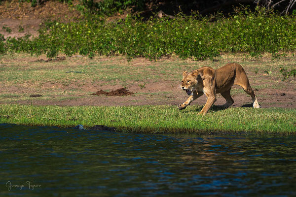 Leona a orillas del río Chobe "riñendo" a un cocodrilo.