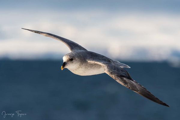 Fulmar boreal