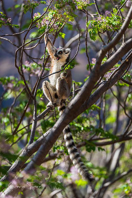Lémur de cola anillada (Lemur catta)