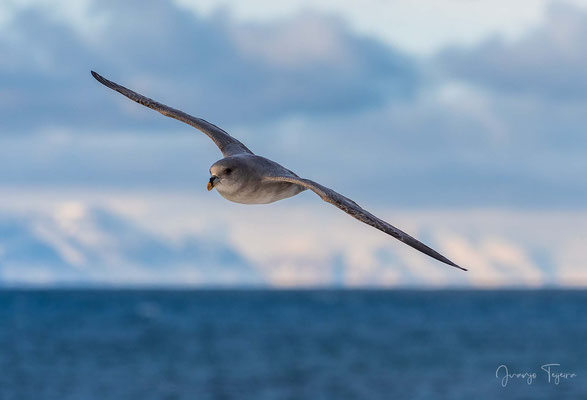 Fulmar boreal