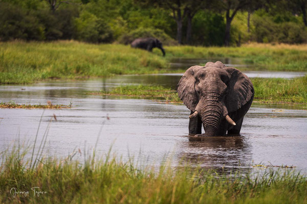 A los elefantes les encanta el agua y el baño.