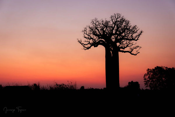 Baobab al atardecer