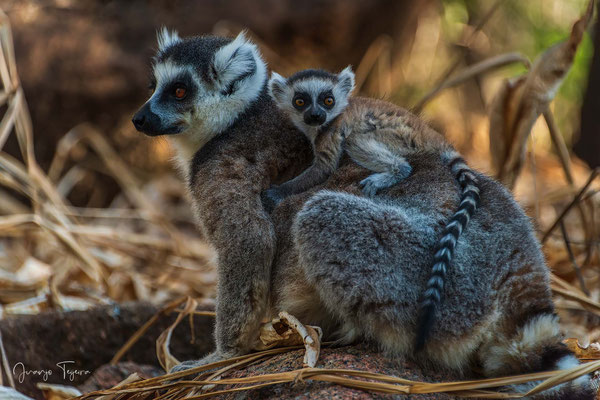 Lémur de cola anillada (Lemur catta) con su cría