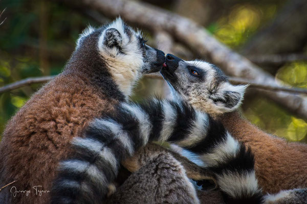 Lémur de cola anillada (Lemur catta)