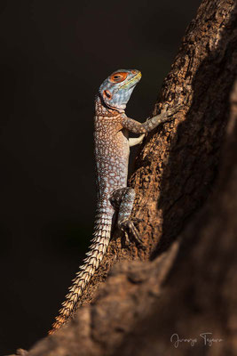 Lagarto de cola espinosa del genero Oplurus