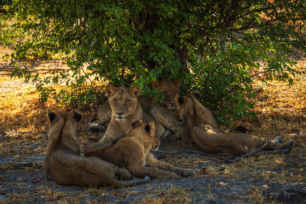 Familia de leones descansando a la sombra.