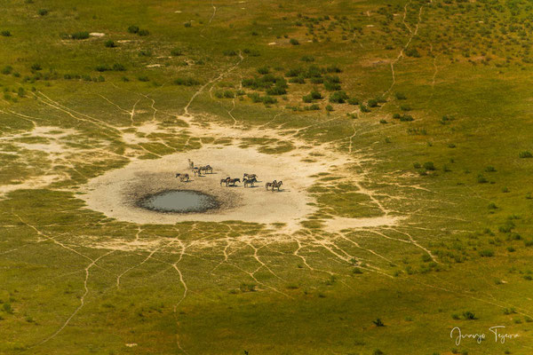 Un grupo de cebras alrededor de una charca aún con agua.