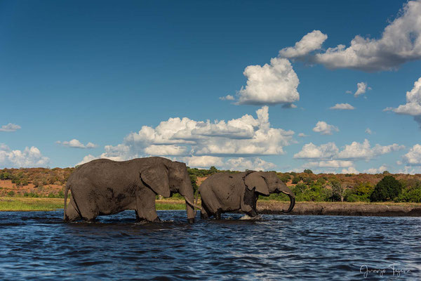Elefantes a orilla del río Chobe.