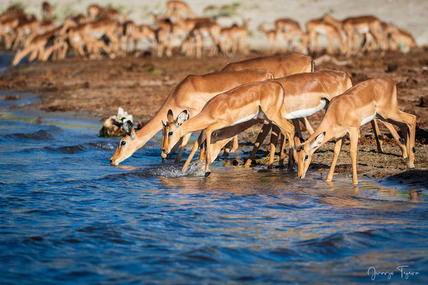 Impalas bebiendo en el río Chobe.