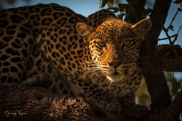 Hembra de leopardo atenta a todo lo que se mueve.