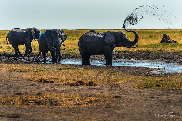 Elefantes dándose un baño de barro para protegerse de los insectos.