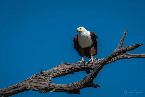 Pigargo vocinglero o águila pescadora africana (Haliaeetus vocifer).