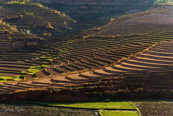 Terrazas de arrozales