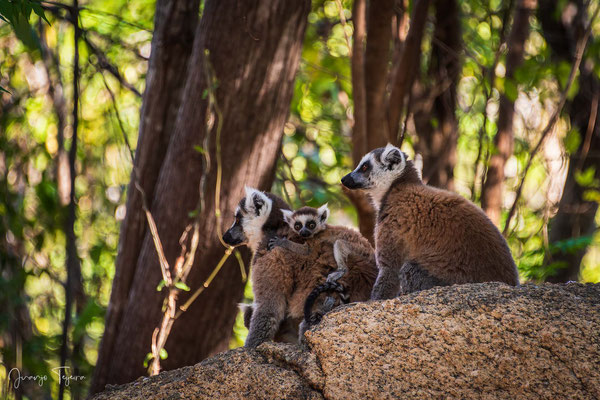 Lémur de cola anillada (Lemur catta)