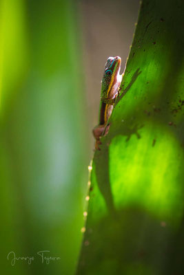 Phelsuma quadriocellata