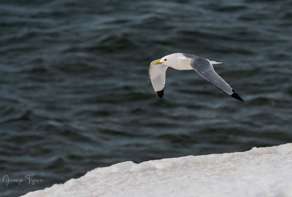 Gaviota tridáctila