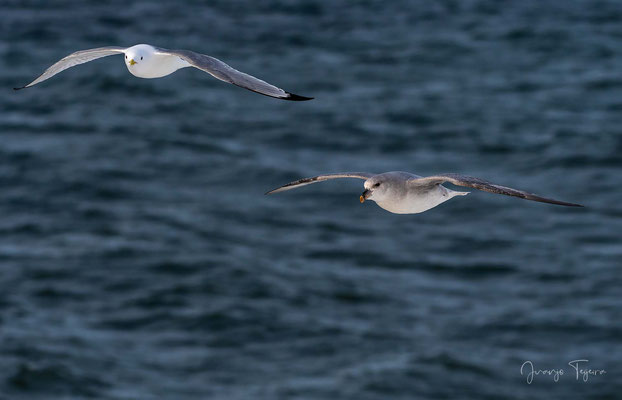 Fulmar boreal y gaviota tridáctila