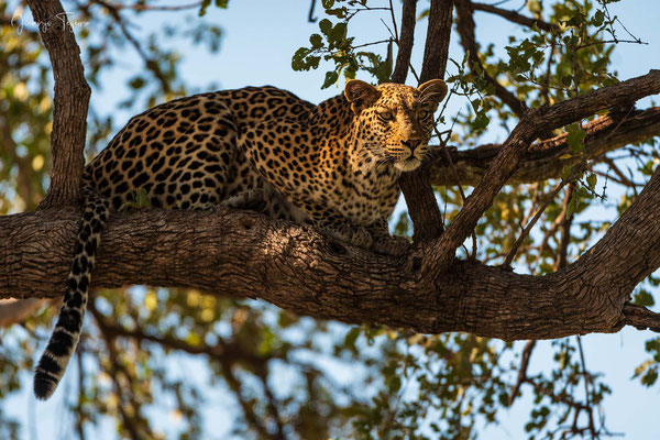 Hembra de leopardo atenta a todo lo que se mueve.