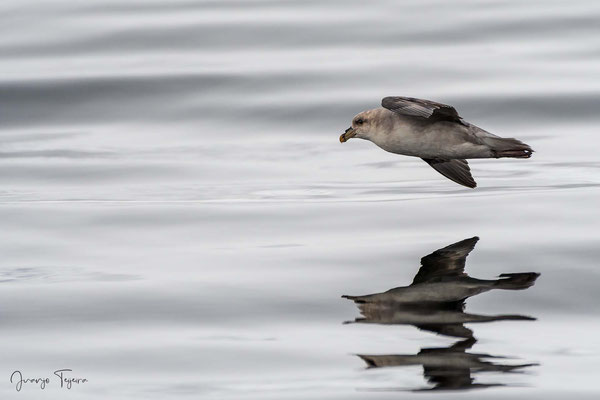 Fulmar boreal