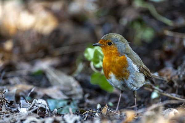 Red Robin