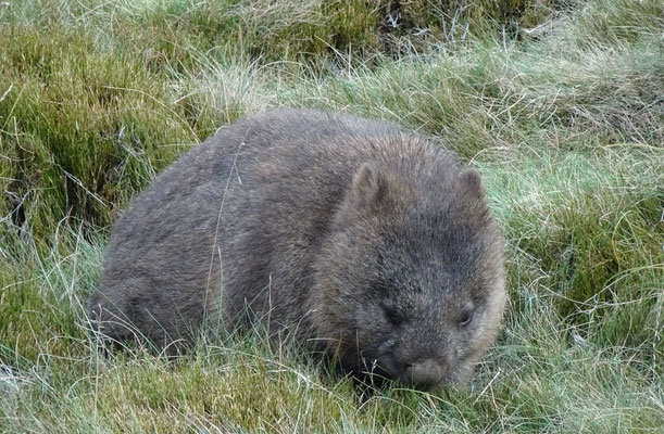 Cradle Mountain: Wombat