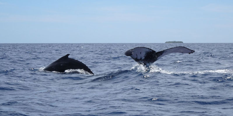 Tonga Wale