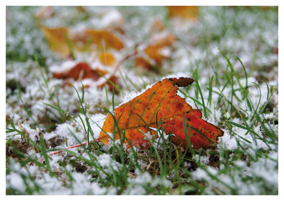 Herbstblatt im Schnee Nr. 515