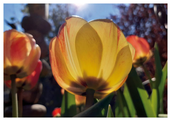 Tulpen im Licht Nr. 15